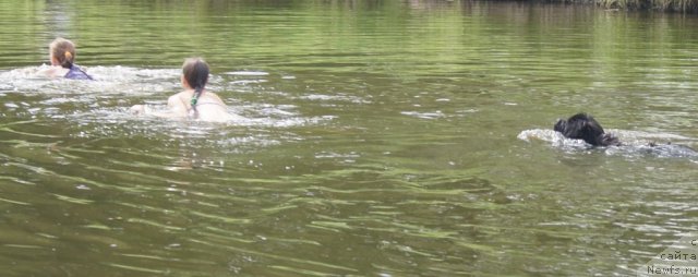 Фото: Диана, Крися, ньюфаундленд Fann'yuf Tibul Jelannyiy dlya Ih Vyisochestva (Фанньюф Тибул Желанный для Их Высочества)