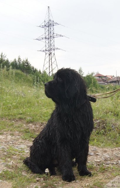 Фото: ньюфаундленд Fann'yuf Tibul Jelannyiy dlya Ih Vyisochestva (Фанньюф Тибул Желанный для Их Высочества)