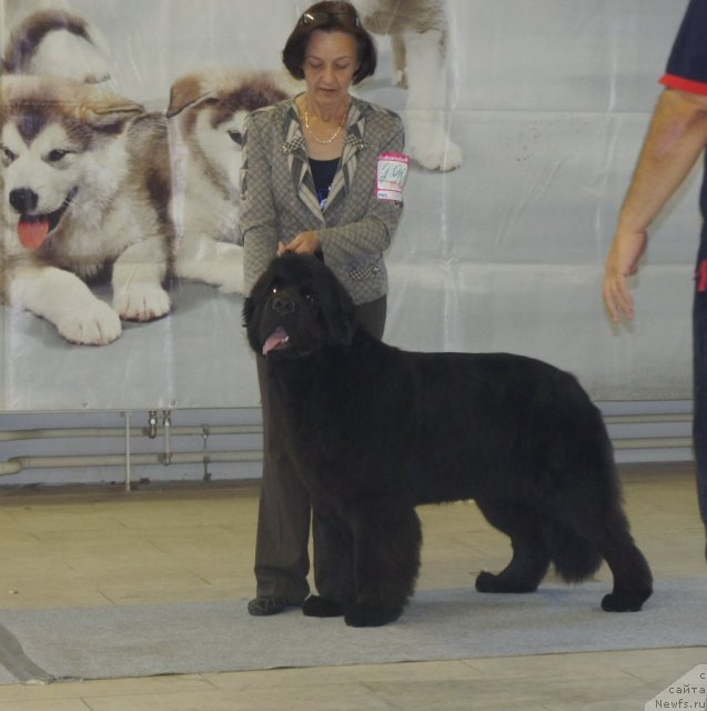 Фото: ньюфаундленд Beguschaya po Volnam Dancing Queen (Бегущая по Волнам Дансинг Квин)