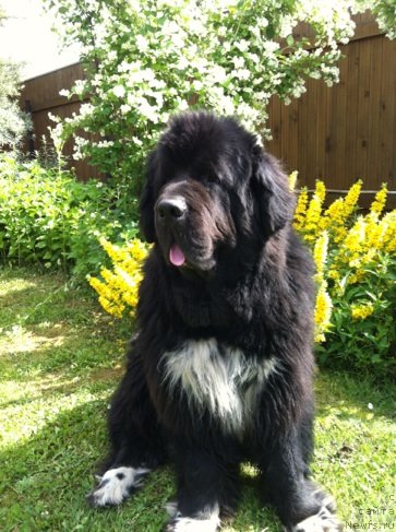 Фото: ньюфаундленд Gift of Destiny Midnight Bear