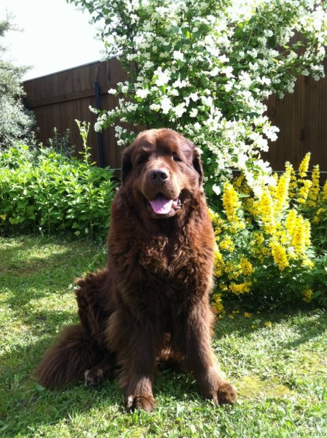 Фото: ньюфаундленд Voyager Midnight Bear