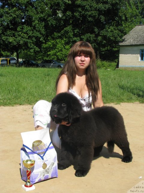 Фото: ньюфаундленд Tujur Bel' (Тужур Бель), Anna Portnyakova (Анна Портнякова)