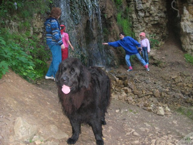 Фото: ньюфаундленд Aleksandriya Moya Radost' (Александрия Моя Радость), Tat'yana Juravleva (Татьяна Журавлева)