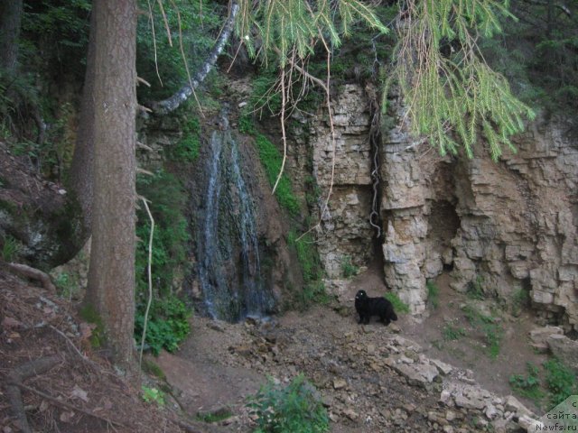 Фото: ньюфаундленд Aleksandriya Moya Radost' (Александрия Моя Радость)