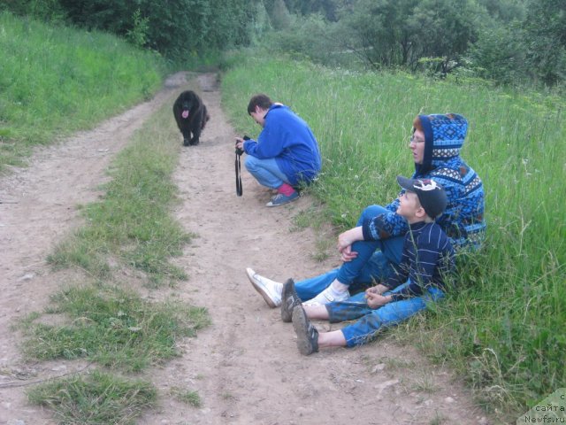 Фото: ньюфаундленд Aleksandriya Moya Radost' (Александрия Моя Радость), Tat'yana Juravleva (Татьяна Журавлева)