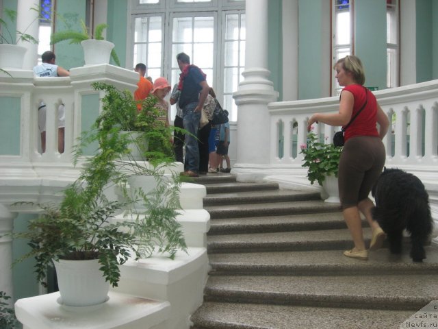 Фото: ньюфаундленд Aleksandriya Moya Radost' (Александрия Моя Радость), Ol'ga Budina (Ольга Будина)