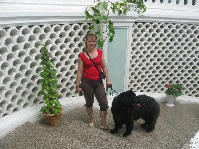 Фото: ньюфаундленд Aleksandriya Moya Radost' (Александрия Моя Радость), Ol'ga Budina (Ольга Будина)