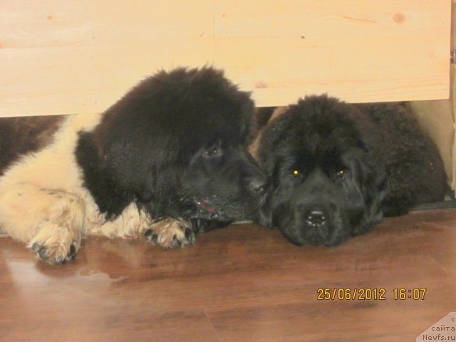 Фото: ньюфаундленд Callistos Resolution, ньюфаундленд Cristalmar Cadeaux de Noel