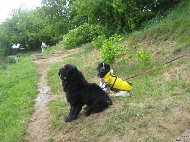 Фото: ньюфаундленд Dyurbahler Klab Al' Pochino (Дюрбахлер Клаб Аль Почино), ньюфаундленд Skazochnaya Kroha Prelestnaya Blondi (Сказочная Кроха Прелестная Блонди)