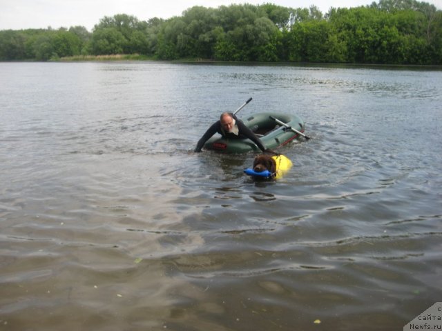 Фото: ньюфаундленд Chernyi Sharm Angel'skaya Krasota (Черный Шарм Ангельская Красота), Кононов Дмитрий