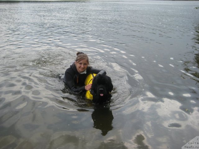 Фото: Irina Skladnova (Ирина Складнова), ньюфаундленд Ryesh (Рэш)