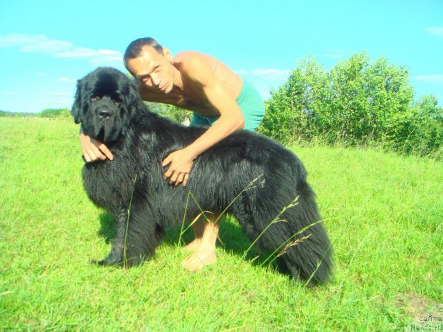 Фото: ньюфаундленд Uyutnaya Dolina Andros Grif (Уютная Долина Андрос Гриф)