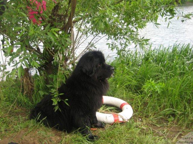 Фото: ньюфаундленд Masyanya Grand Byebi (Масяня Гранд Бэби)