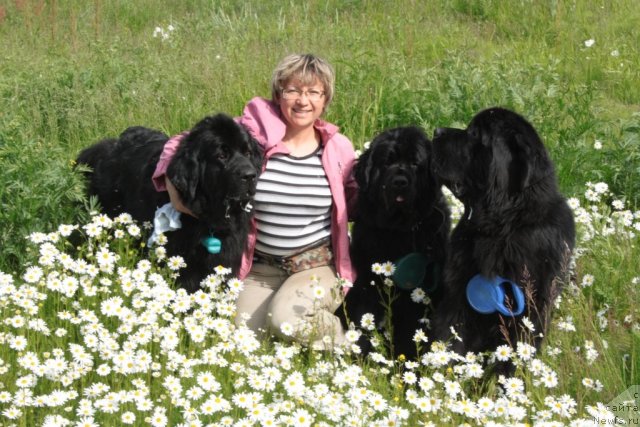 Фото: ньюфаундленд Gloriya Grand Blek (Глория Гранд Блек), Elena Kuz'mina (Елена Кузьмина), ньюфаундленд Fortuna of Giant's Island, ньюфаундленд Beguschaya po Volnam Zero Kool (Бегущая по Волнам Зеро Коол)