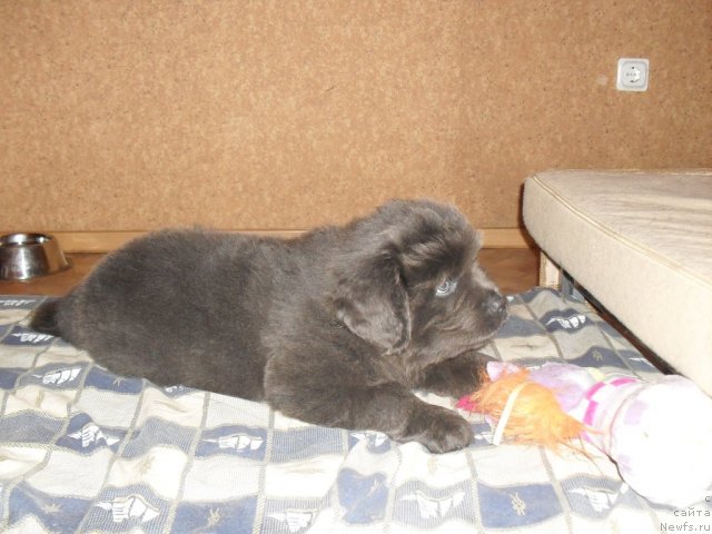 Фото: Man of my dreams