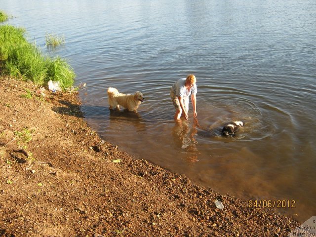 Фото: ньюфаундленд Izyaschnaya Galateya (Изящная Галатея)