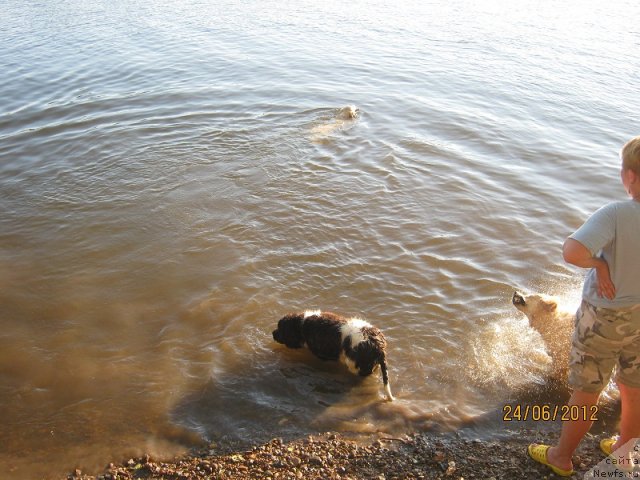 Фото: ньюфаундленд Izyaschnaya Galateya (Изящная Галатея)