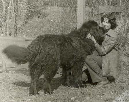 Фото: ньюфаундленд Gun Brut (Гун Брут)