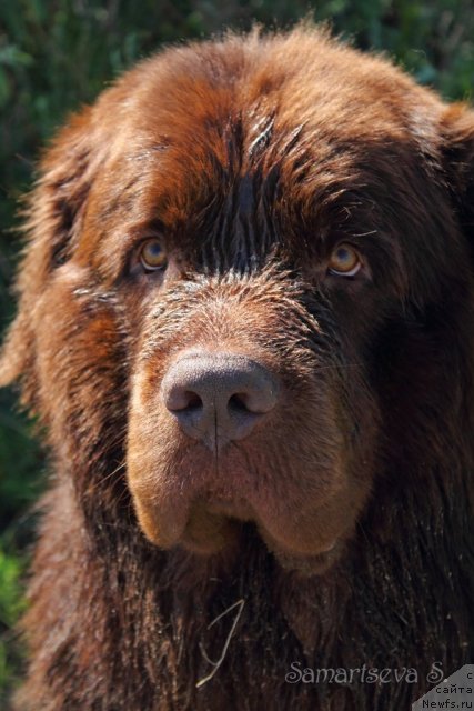 Фото: ньюфаундленд Lesnaja Skazka Korolevskiy Medved (Лесная Сказка Королевский Медведь)