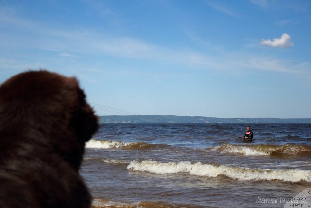 Фото: ньюфаундленд Lesnaja Skazka Korolevskiy Medved (Лесная Сказка Королевский Медведь)
