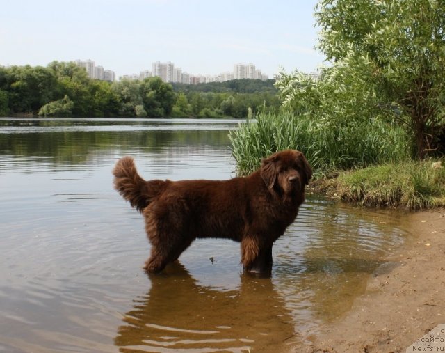 Фото: ньюфаундленд Chernyi Sharm Angel'skaya Krasota (Черный Шарм Ангельская Красота)