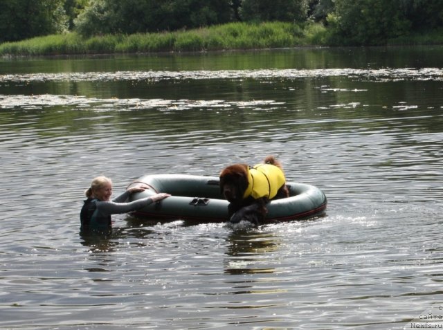 Фото: ньюфаундленд Chernyi Sharm Angel'skaya Krasota (Черный Шарм Ангельская Красота)
