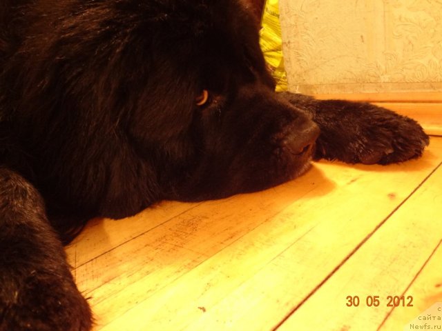 Фото: смигар дар божий