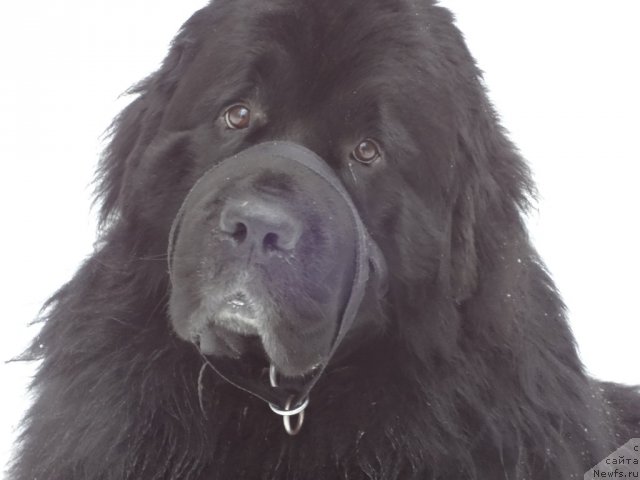Фото: ньюфаундленд Smigar Dar Bojiy (Смигар Дар Божий)