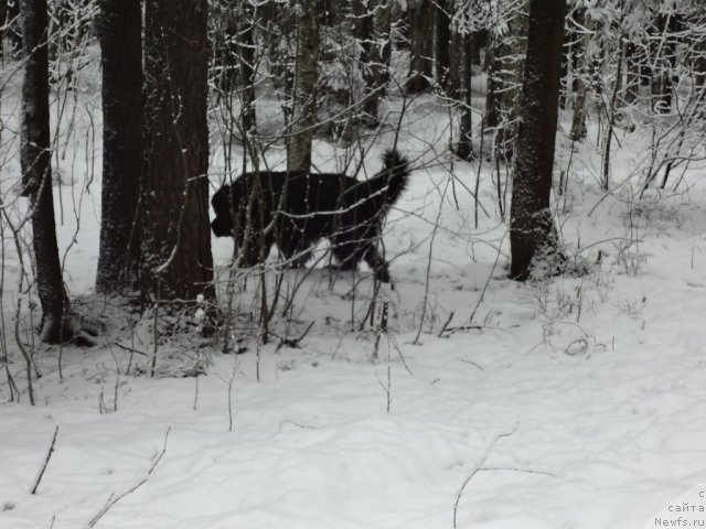 Фото: ньюфаундленд Smigar Dar Bojiy (Смигар Дар Божий)