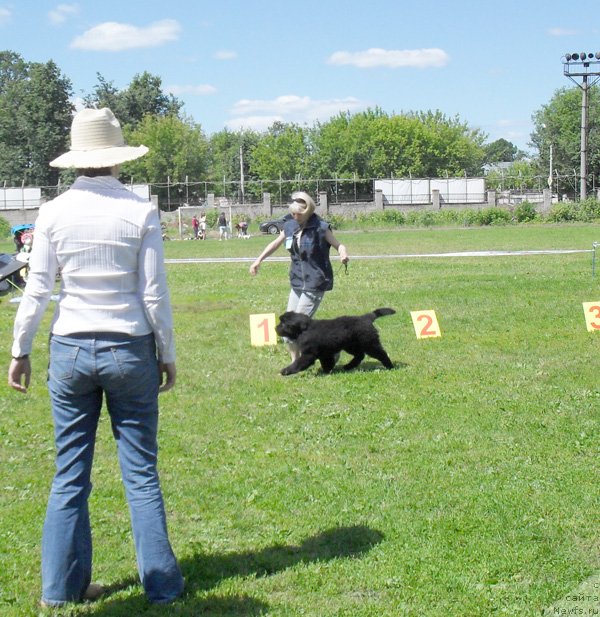 Фото: ньюфаундленд Beguschaya po Volnam Celuy Menya Krepche (Бегущая по Волнам Целуй Меня Крепче)