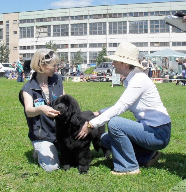 Фото: ньюфаундленд Beguschaya po Volnam Celuy Menya Krepche (Бегущая по Волнам Целуй Меня Крепче)
