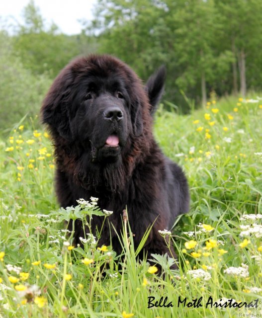 Фотография № 99655