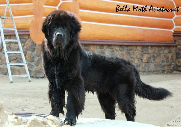 Фотография № 99657