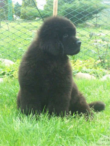 Фото: ньюфаундленд Tujur Bel' (Тужур Бель)