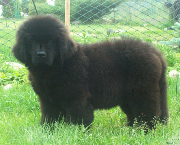 Фото: ньюфаундленд Tujur Bel' (Тужур Бель)