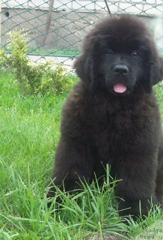 Фото: ньюфаундленд Tujur Bel' (Тужур Бель)