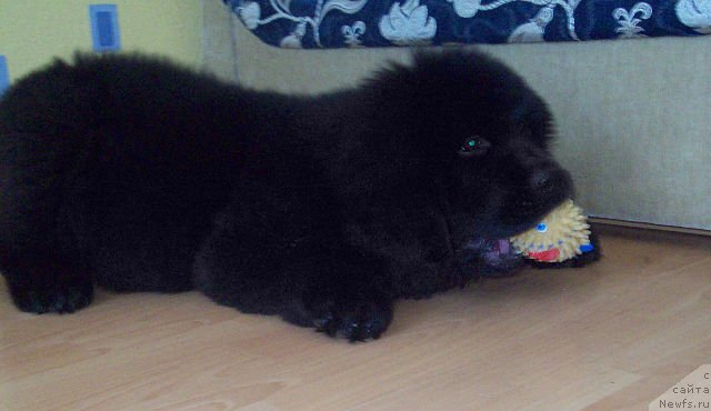 Фото: ньюфаундленд Tujur Bel' (Тужур Бель)