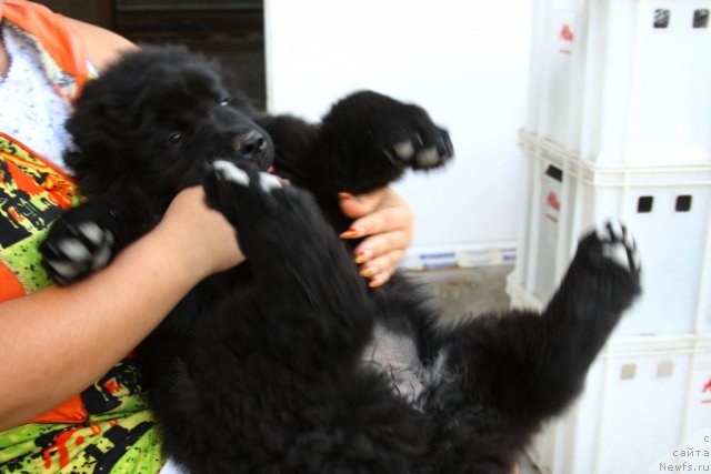 Фото: ньюфаундленд N'yufort Ulyibka Fortunyi (Ньюфорт Улыбка Фортуны)