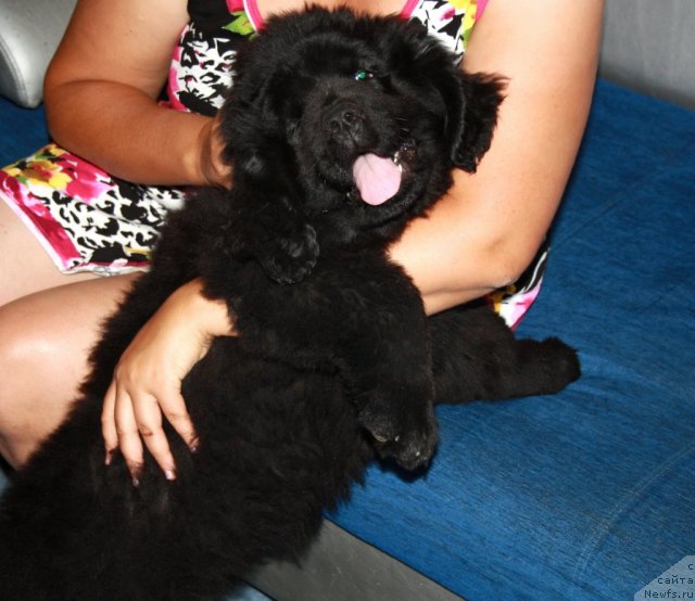 Фото: ньюфаундленд N'yufort Ulyibka Fortunyi (Ньюфорт Улыбка Фортуны)