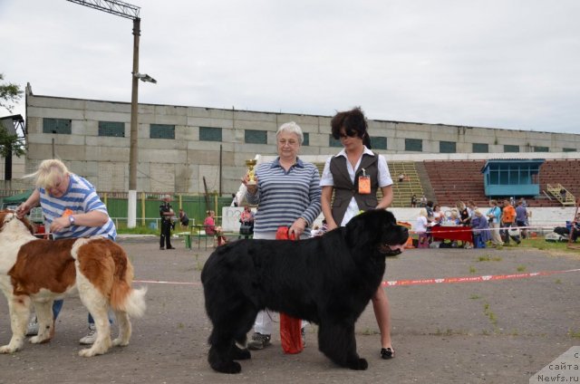 Фото: ньюфаундленд Lanselot Vialiki Miadzved (Ланцелот Вялiкi Мядзведзь), Lyudmila Okomelkova (Людмила Окомелкова)