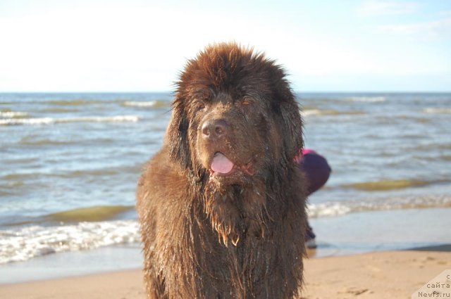 Фото: ньюфаундленд Newettas Vanessa