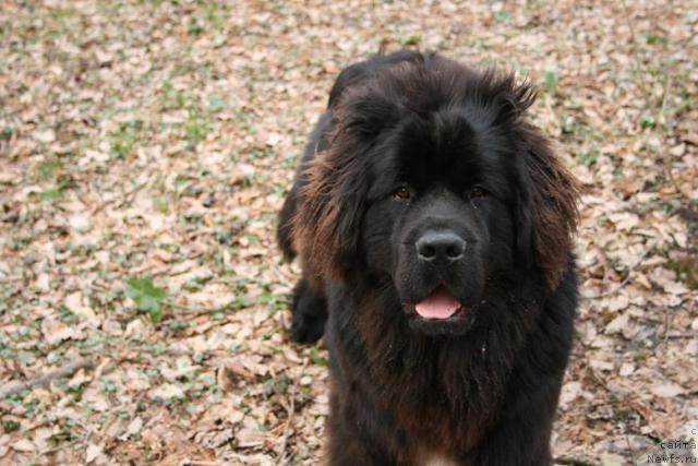 Фото: ньюфаундленд Potap Fidel' (Потап Фидель)