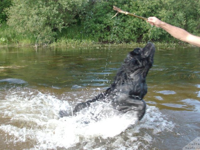 Фото: ньюфаундленд Kaiden Playful (Кайден Плейфул)