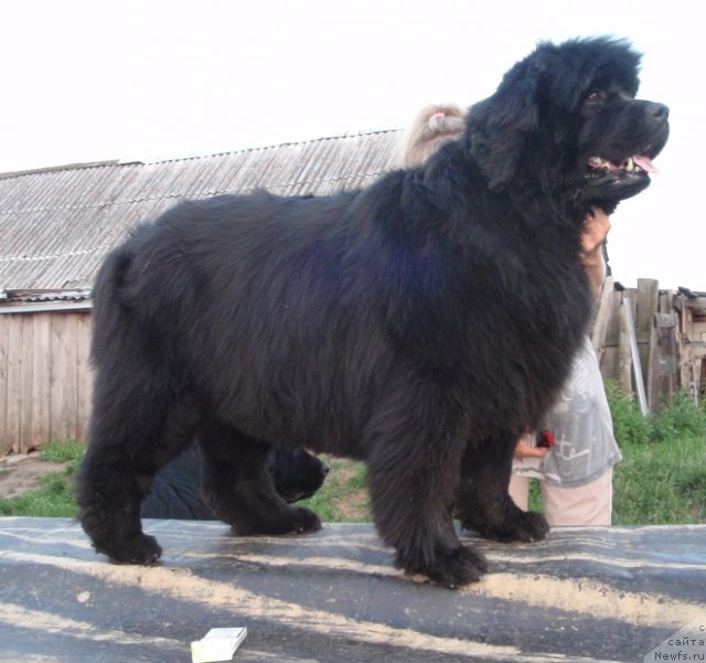 Фотография № 99774