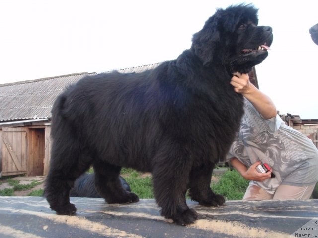 Фото: ньюфаундленд Severtan Rojdennaya Legendoy (Севертан Рожденная Легендой)