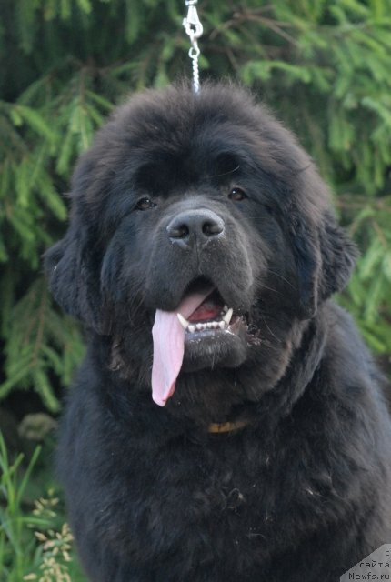 Фотография № 99787