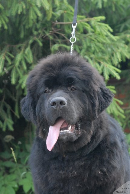 Фотография № 99790