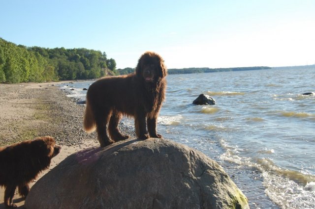 Фото: ньюфаундленд Newettas Vanessa