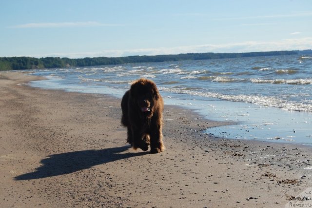 Фото: ньюфаундленд Newettas Vanessa