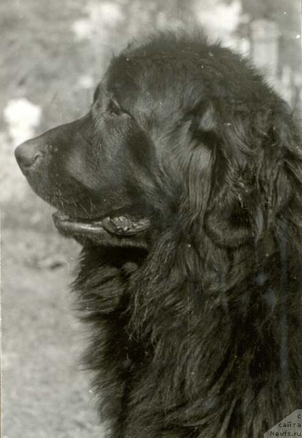 Фото: ньюфаундленд Gun Brut (Гун Брут)